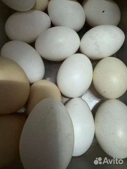 Куры несушки