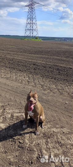 Питбуль вязка