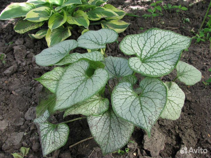 Брунеры, купена, кочедыжник и др