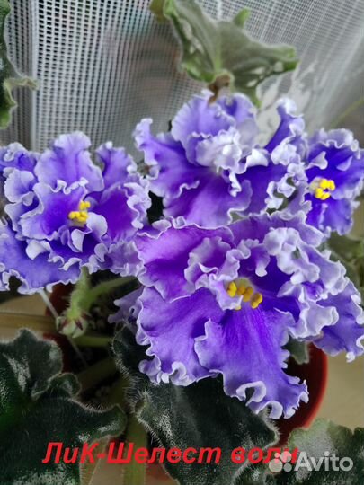 Цветущие фиалки