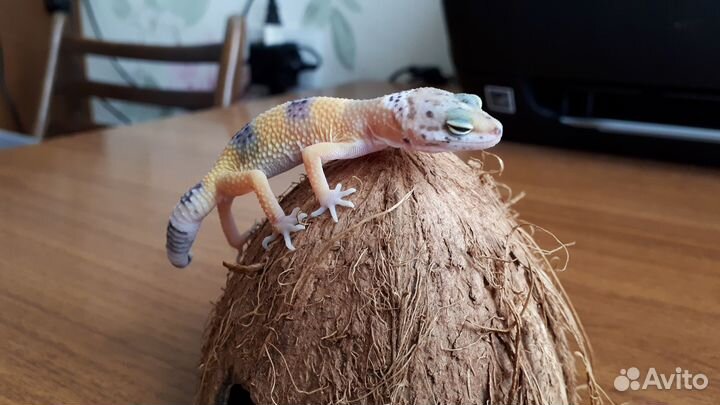 Эублефары малыши 2024