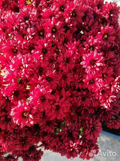 Хризантемы мультифлора