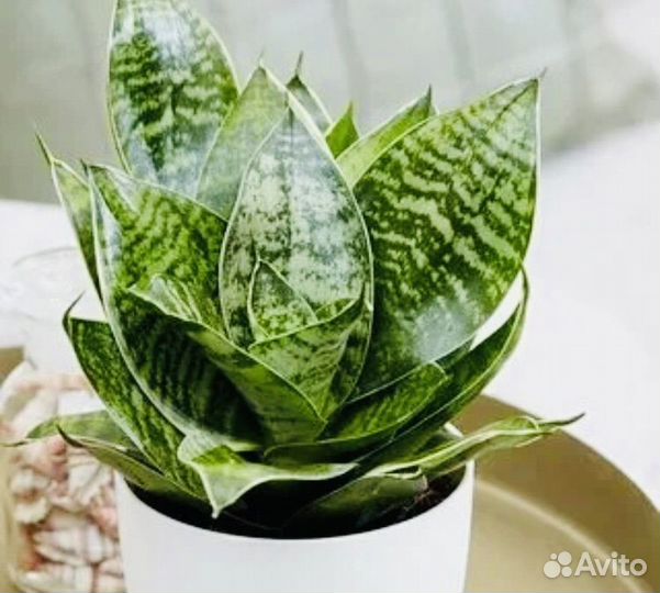 Сансевиерия