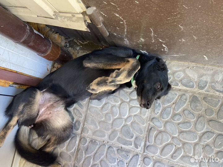 Найдена собака