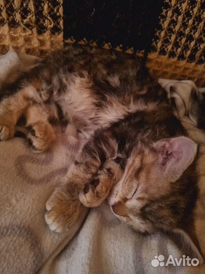 Кошка