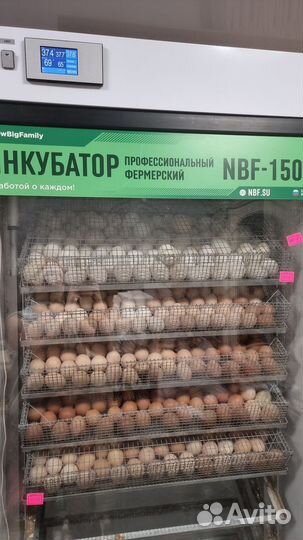 Инкубатор выводной