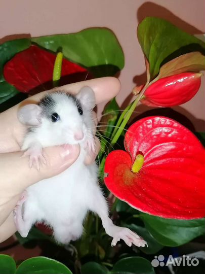 Крысята дамбо, крыса, клетка