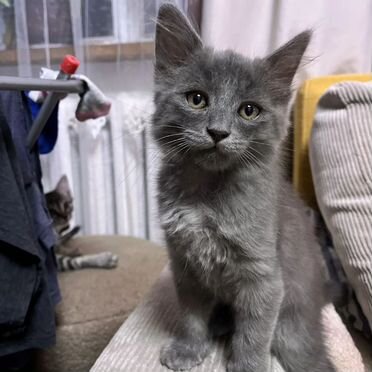 Британский длинношёрстный котёнок