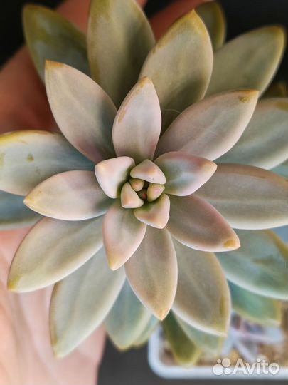 Суккуленты срезы 2