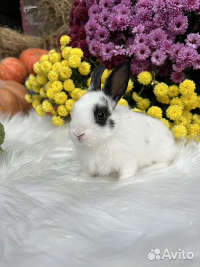 Карлики кролики ручные