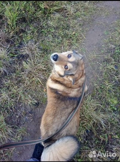Собака в добрые руки