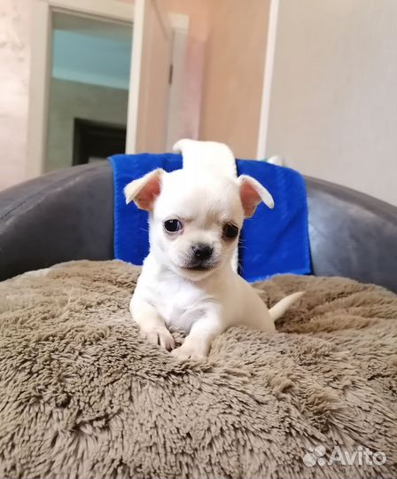 Щенки чихуахуа