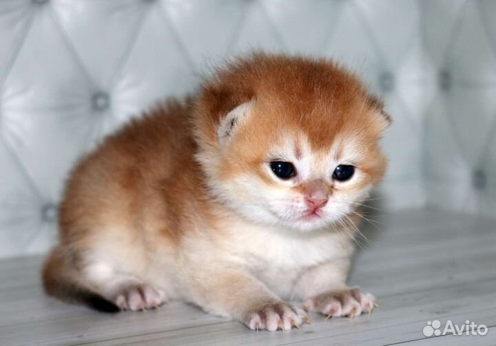 Мальчик золотая британская шиншилла Милорд