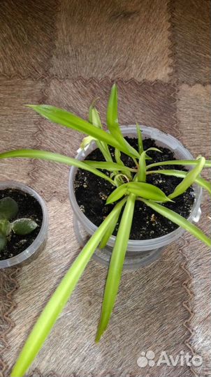 Комнатные растения