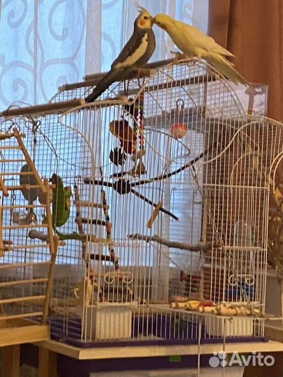 Попугай корелла