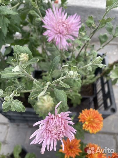 Хризантемы