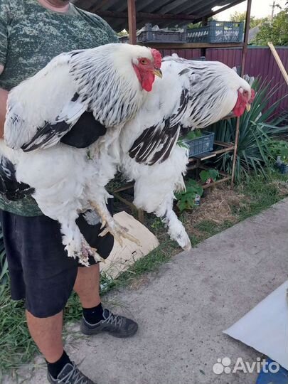 Яйца, фото родителей, настоящие фото