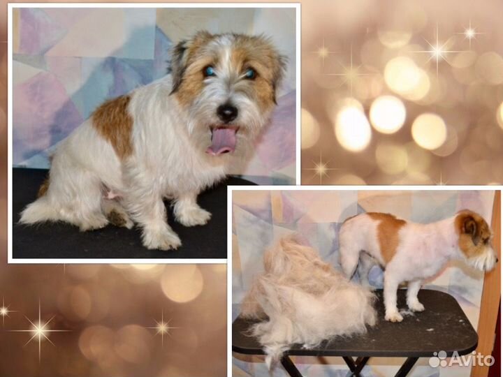 Стрижка собак