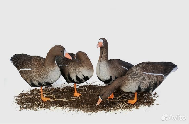 Чучела гусей