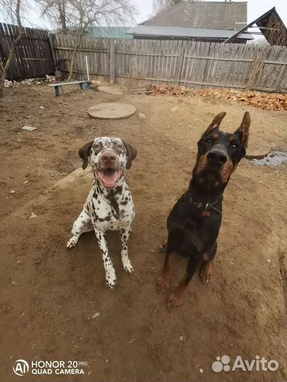 Передержка и дрессировка собак