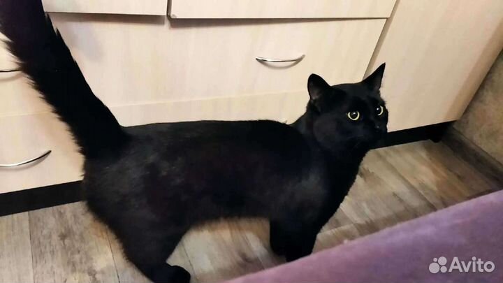 Вязка бомбейского