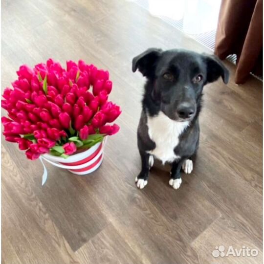 Собака стерильная привитая