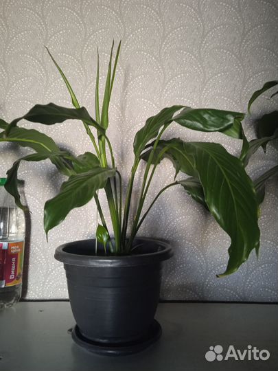 Спатифиллум