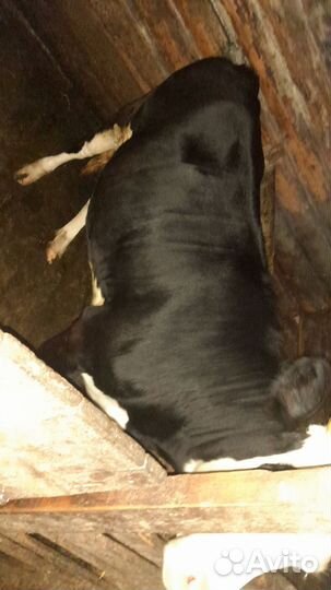 Корова телка