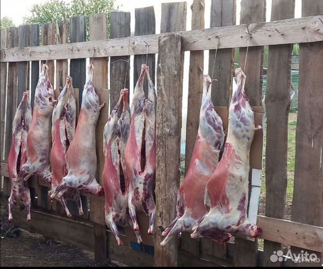 Мясо баранина