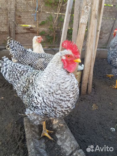 Петухи Амрокс 10 мес
