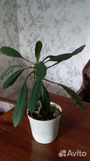 Комнатные растения