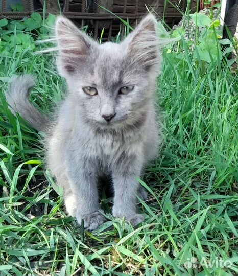 Кошки в дар