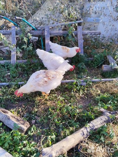 Молодые петухи