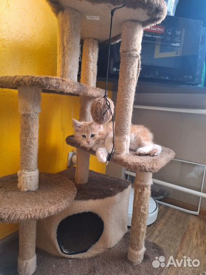 Котята мейн-кун