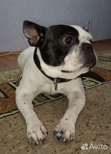 Французский бульдог