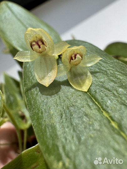 Орхидея Pleurothallis