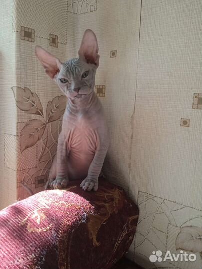 Сфинксята в добрую семью