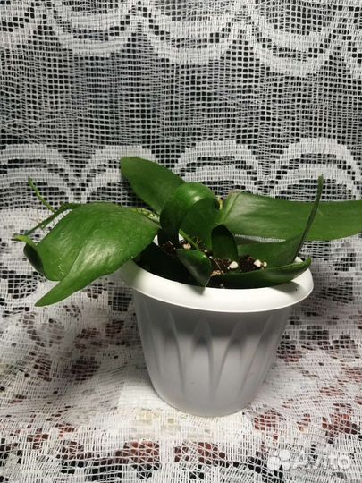 Эпифиллум марниера