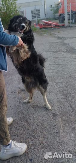 Собака в добрые руки