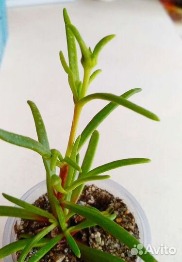 Редкий цветущий суккулент Местоклема