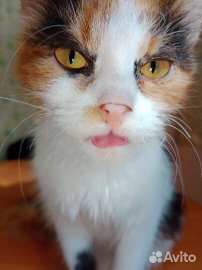 Кошка