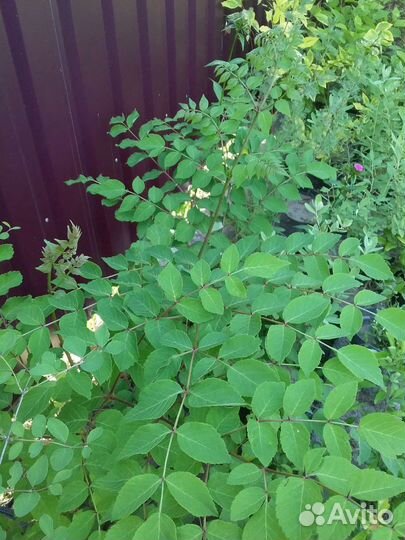 Декоративные кустарники