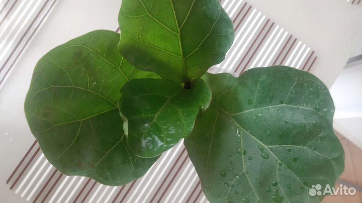 Фикус лирата