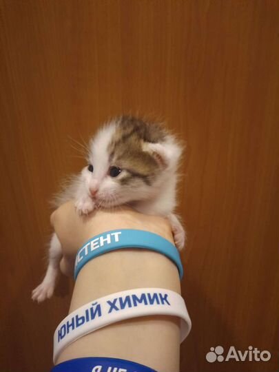 Котята отдам в добрые руки бесплатно