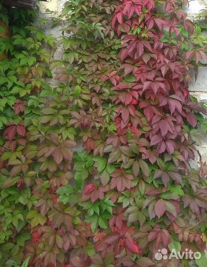 Девичий виноград