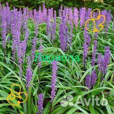 Лириопа растение