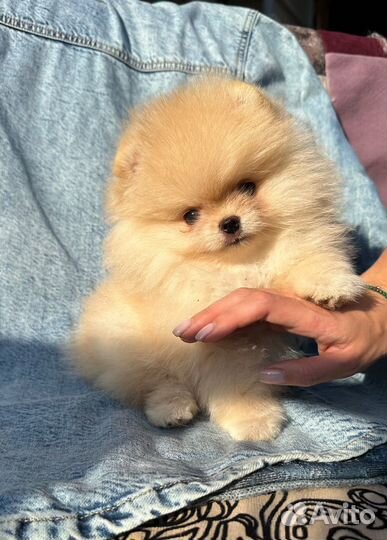 Маленький шедевр. Мини мальчик