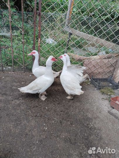 Селезень индоутки