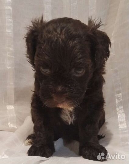 Мальтипу шоколад и черные