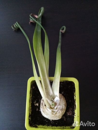 Альбука, Юнкус, Стефанотис, Монстера